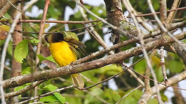 Flame-throated Bulbul - ML303360001