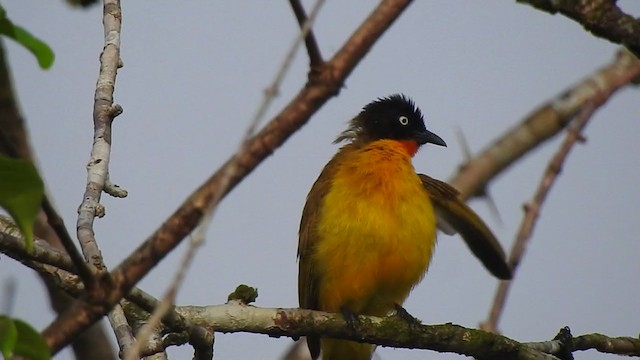 Bulbul à gorge rubis - ML303360071