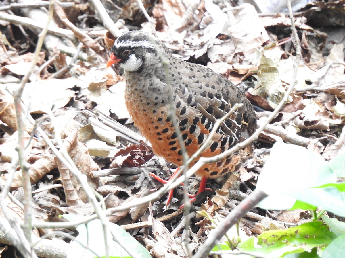 Painted Bush-Quail - ML303361321