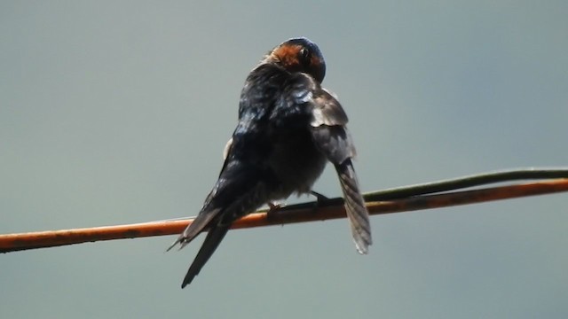 Hill Swallow - ML303361691