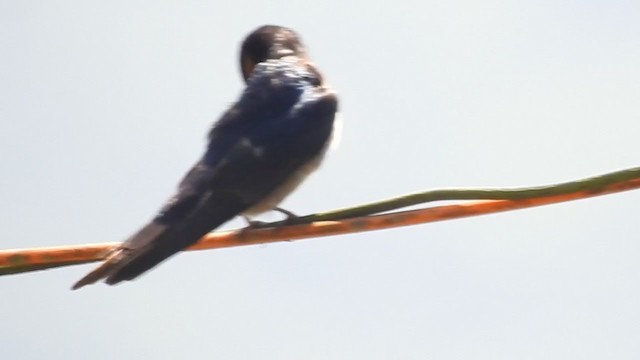 Golondrina de Cabaña - ML303362501