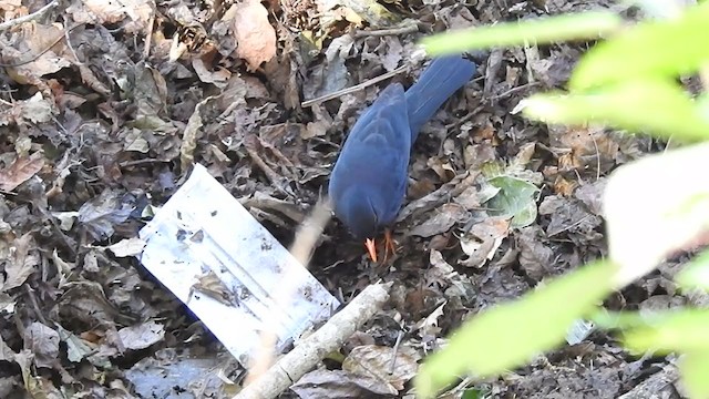 Indian Blackbird - ML303363061