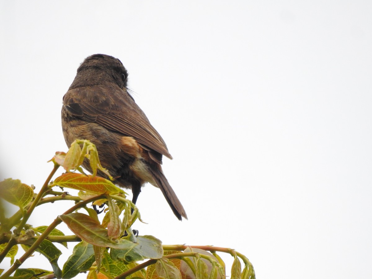 Nilgiri Flycatcher - ML303363141