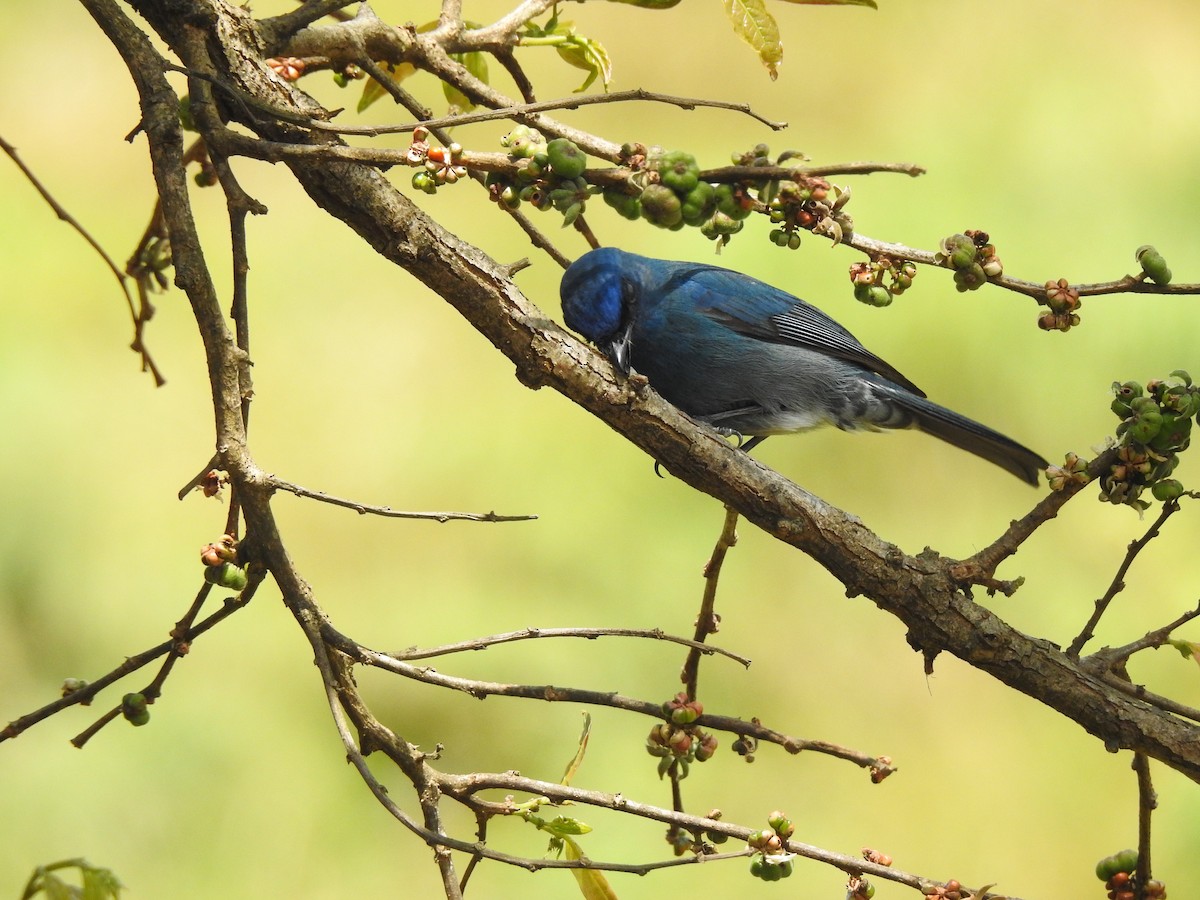 Nilgiri Flycatcher - ML303363181