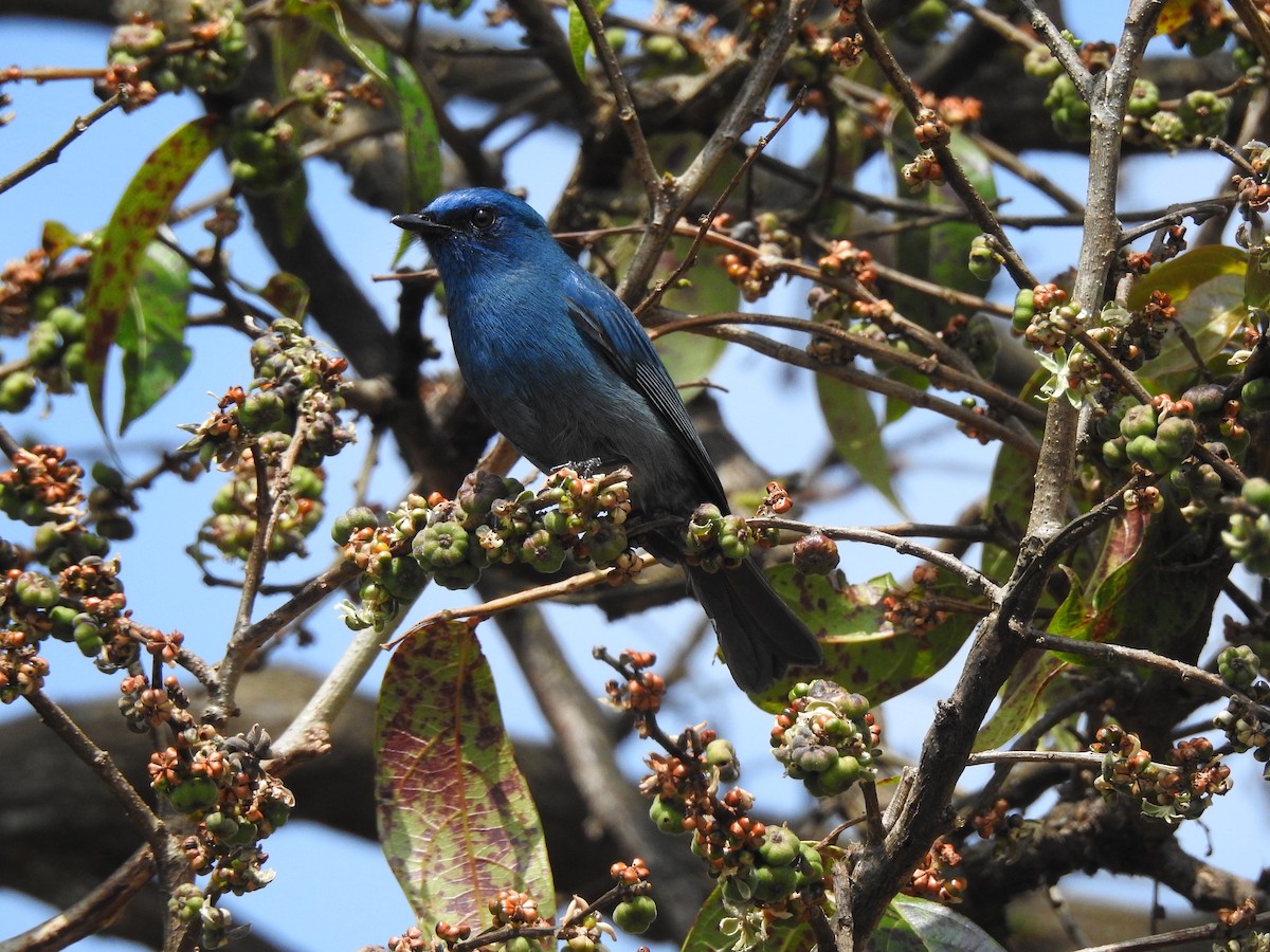 Nilgiri Flycatcher - ML303363191