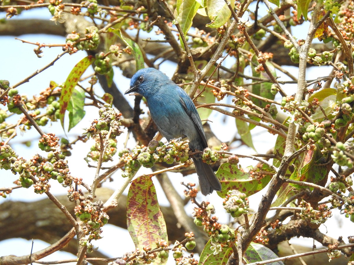 Nilgiri Flycatcher - ML303363231