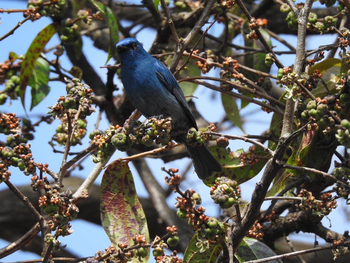 Nilgiri Flycatcher - ML303363701