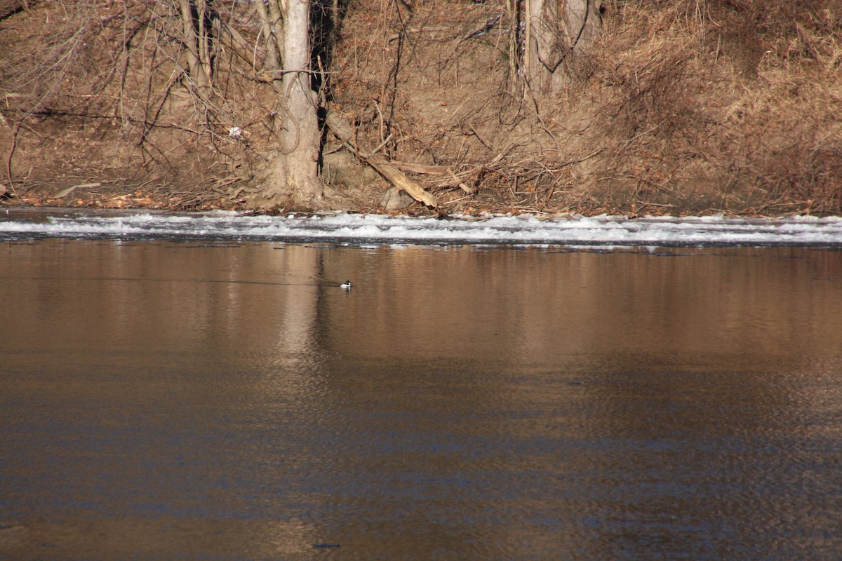 Common Goldeneye - ML303364241