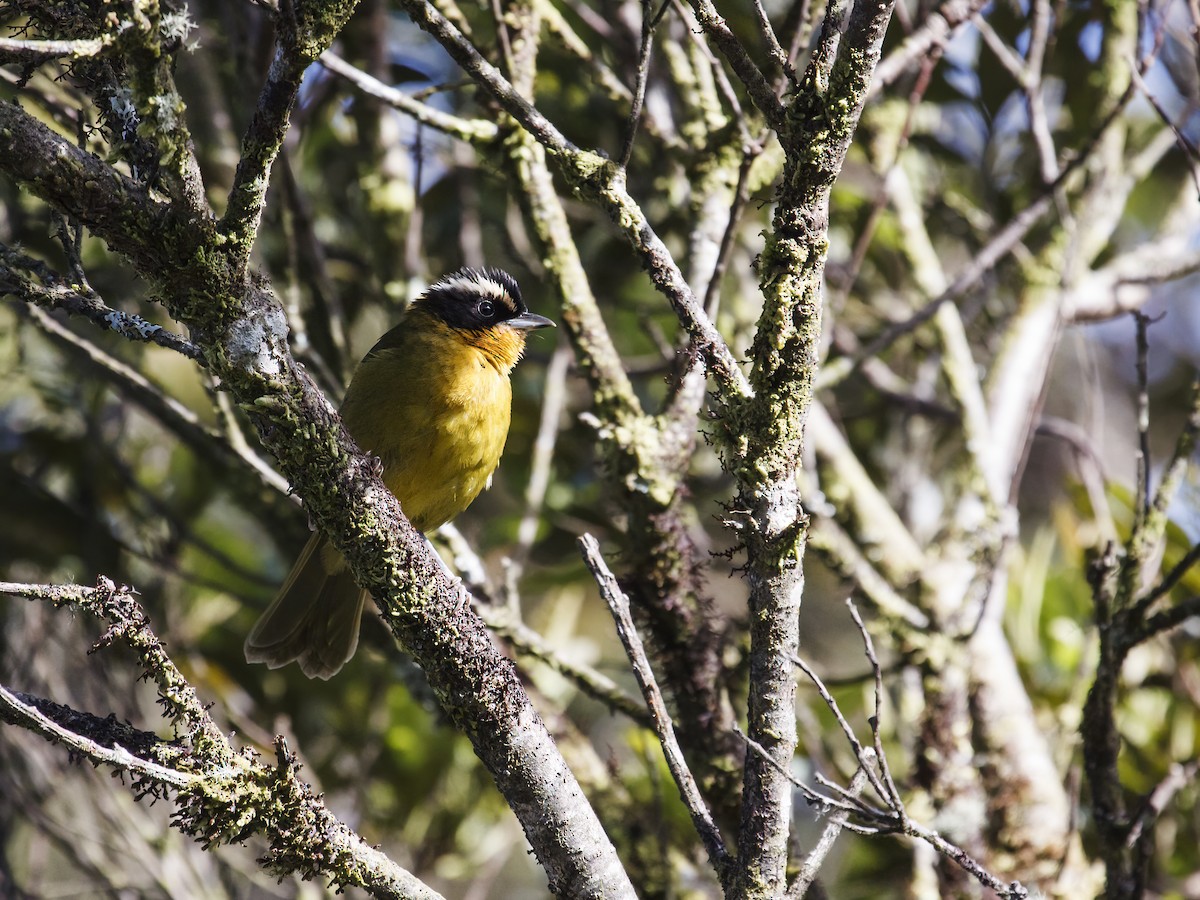 Black-capped Hemispingus - ML303364961