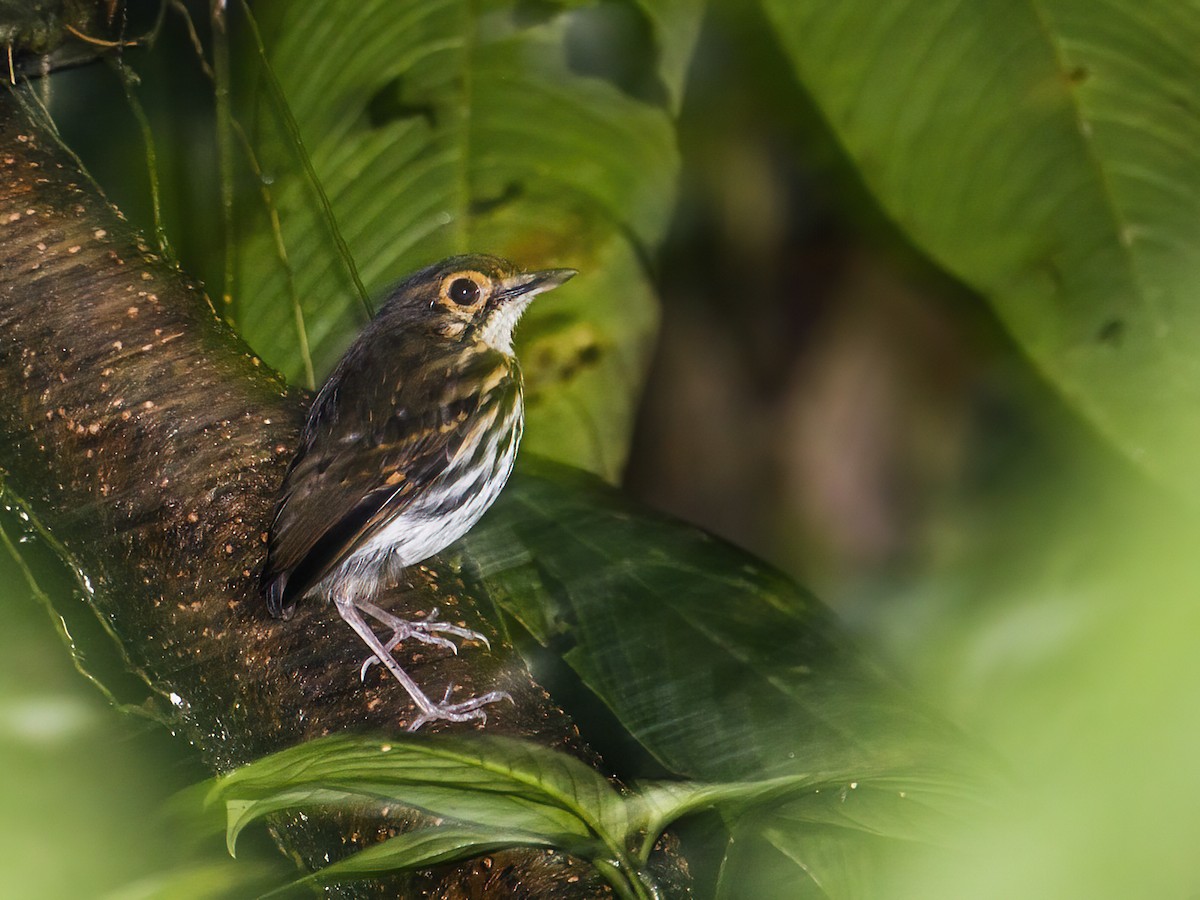 brillemaurpitta (periophthalmicus) - ML303365971