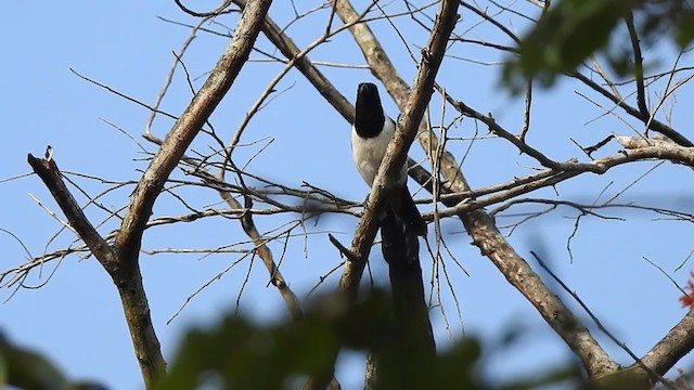 White-bellied Treepie - ML303366031