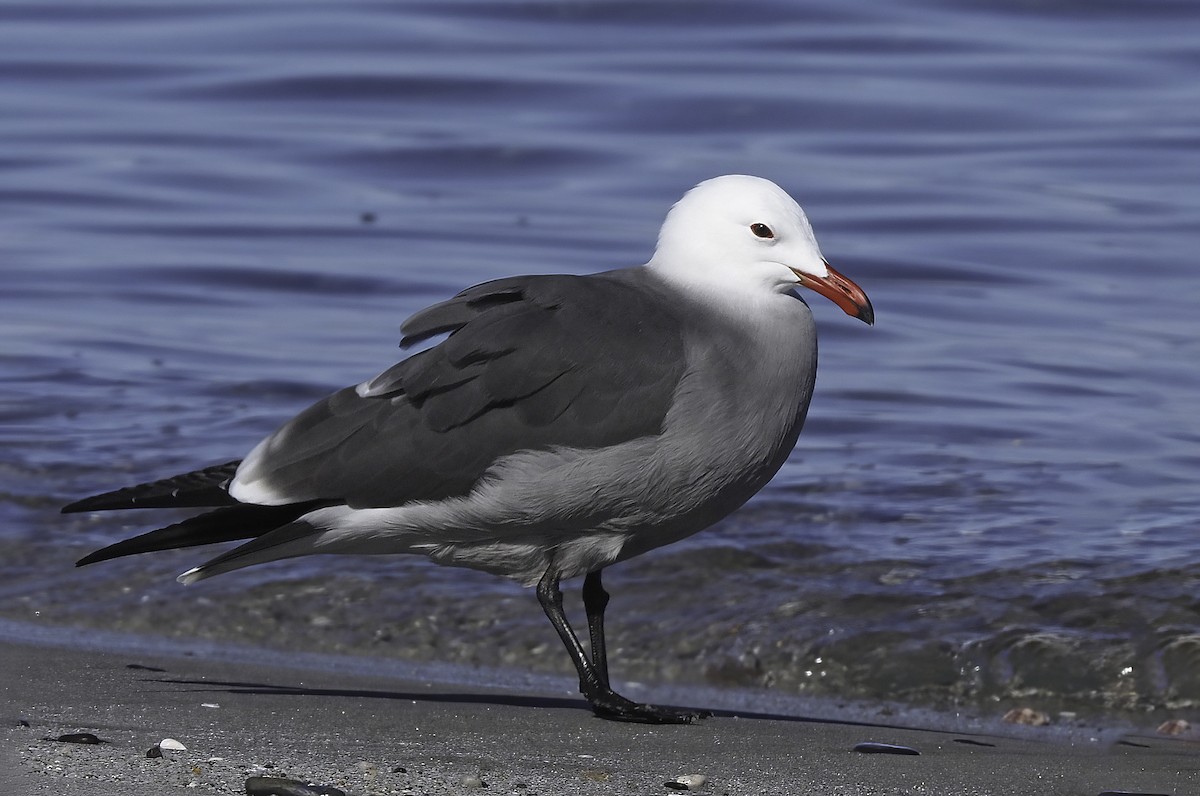 Heermann's Gull - Andrew Spencer