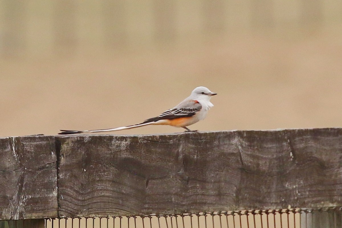 Scissor-tailed Flycatcher - ML303367241