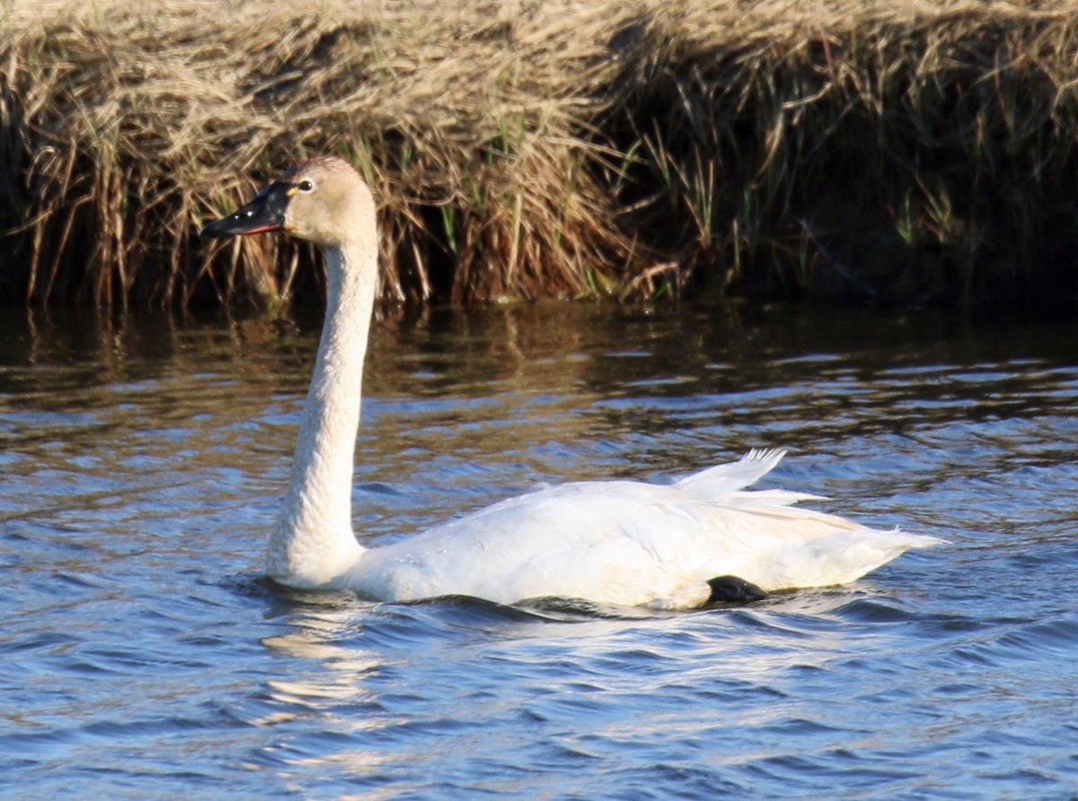 Tundra Swan - Blair Bernson