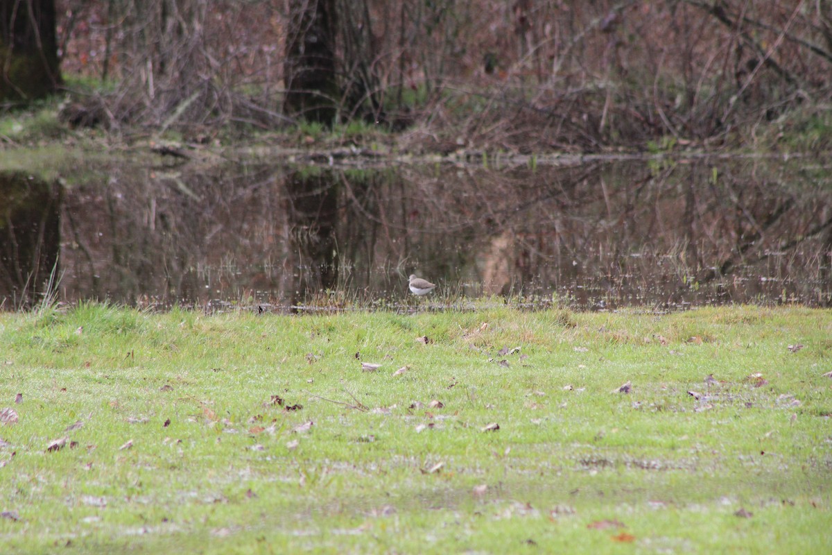 Green Sandpiper - ML303374531