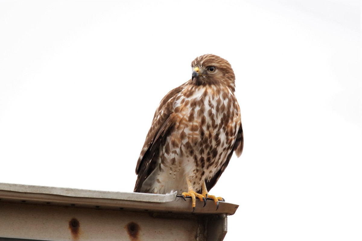 Red-shouldered Hawk - ML303375431