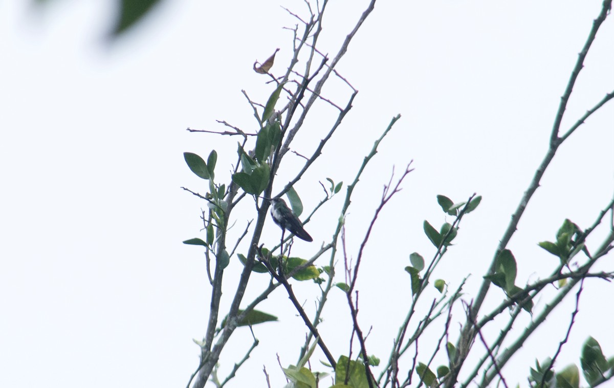 kolibřík tropický - ML303375831