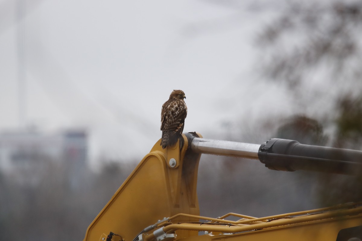 Red-shouldered Hawk - ML303376081