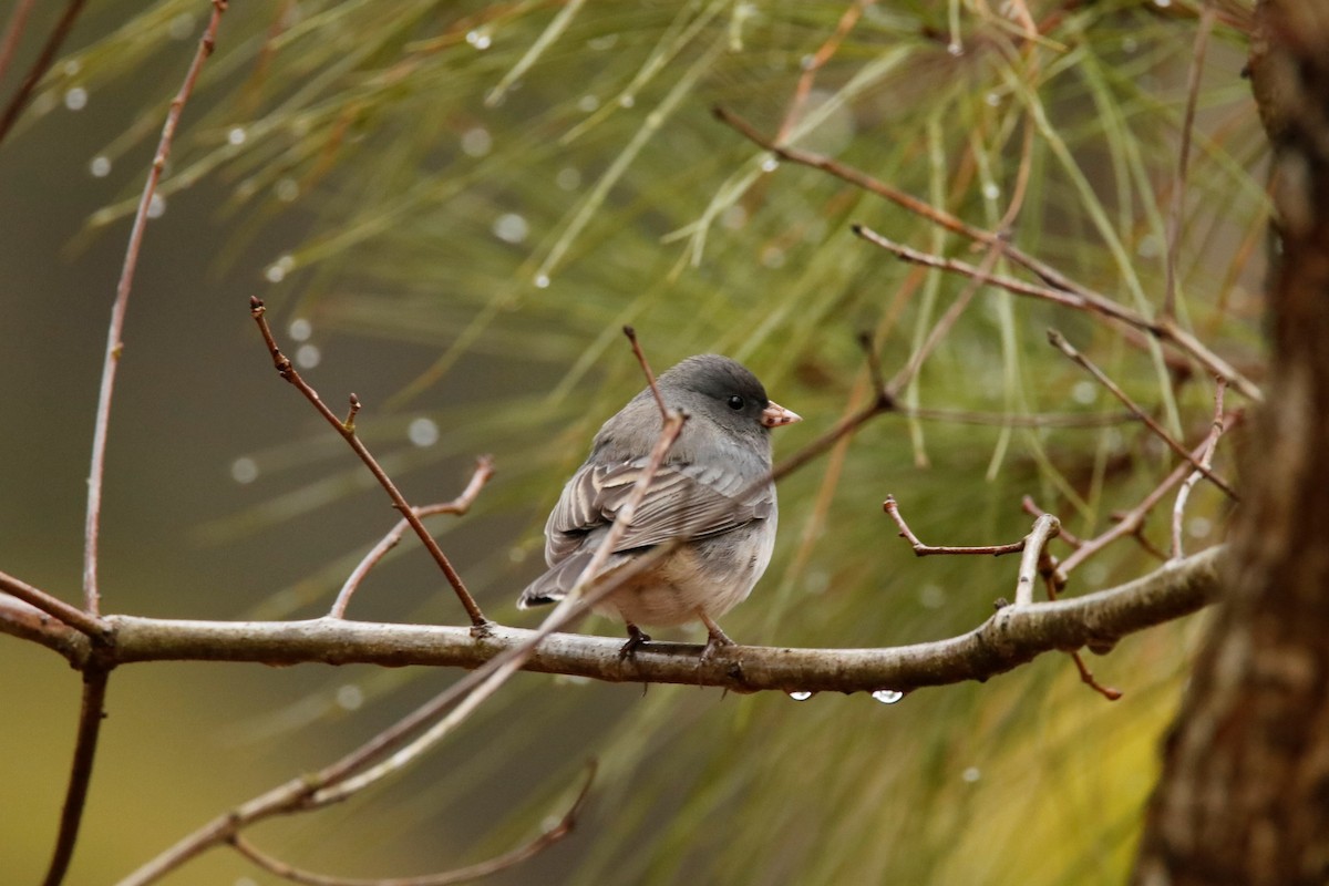 Dark-eyed Junco - ML303376291