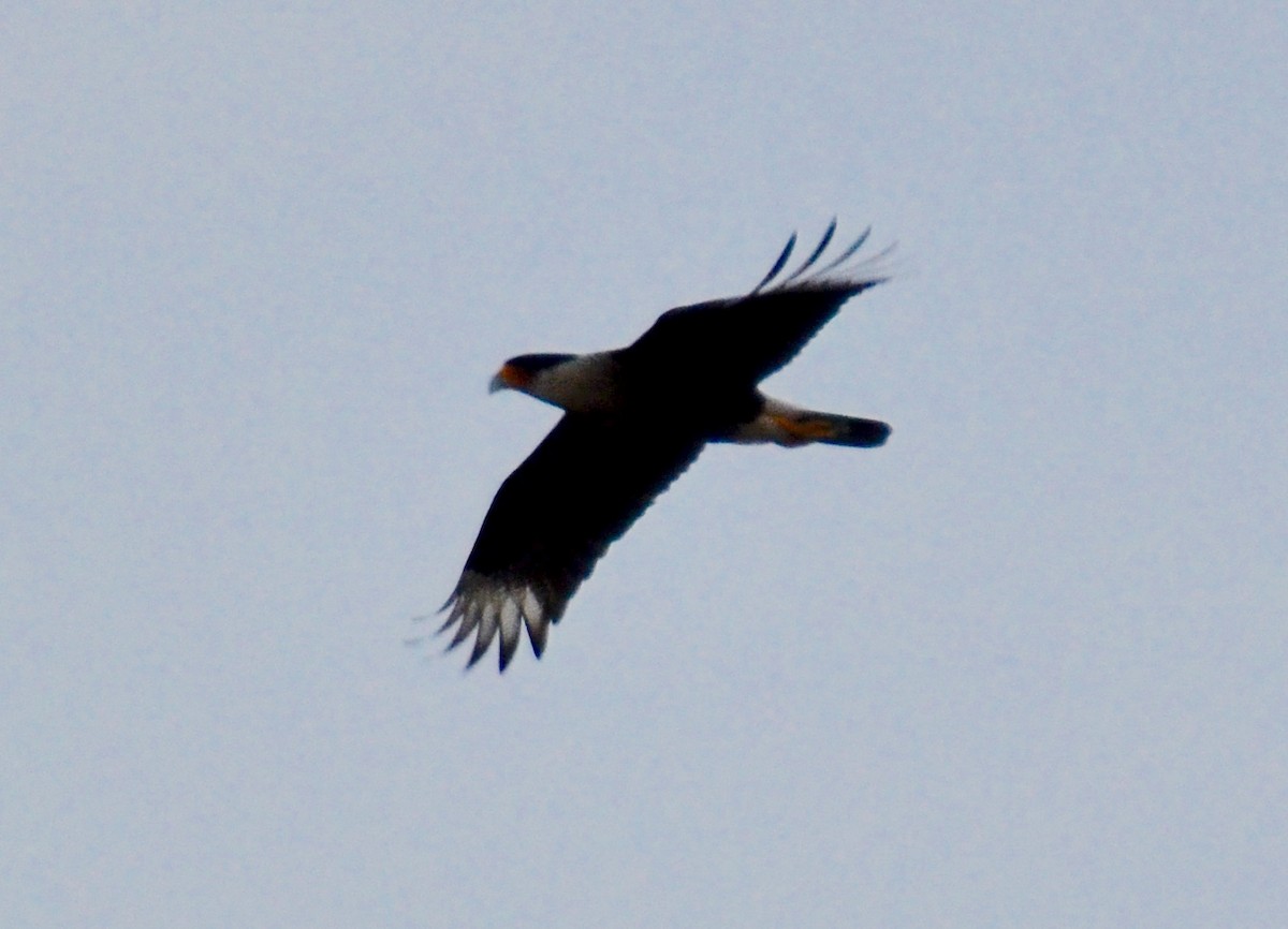 Crested Caracara (Northern) - Christine Snitkin