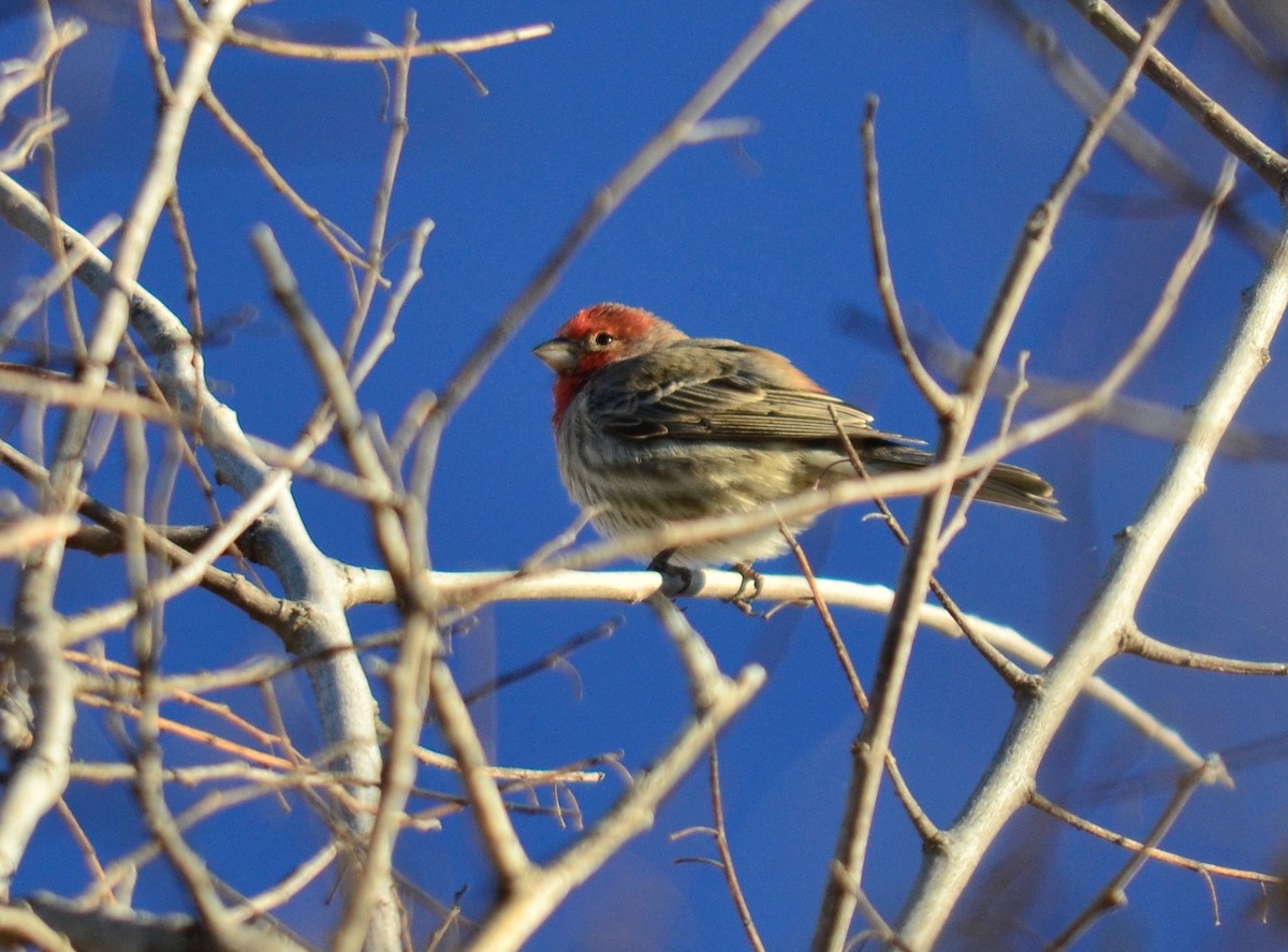 House Finch - Christine Snitkin