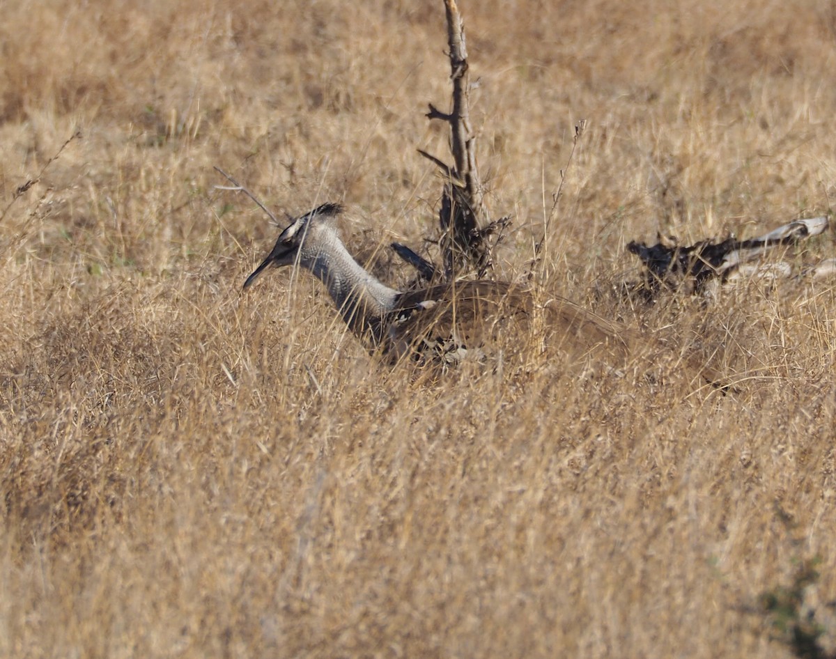 Kori Bustard - ML303379531