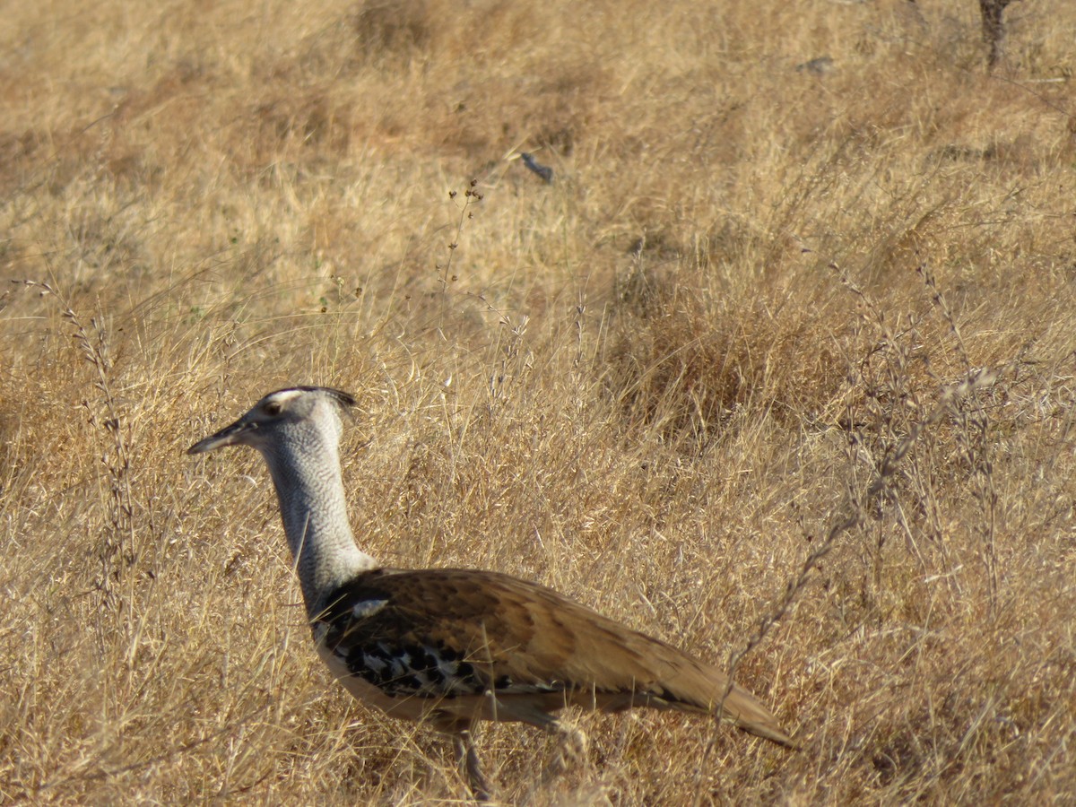 Kori Bustard - ML303379541