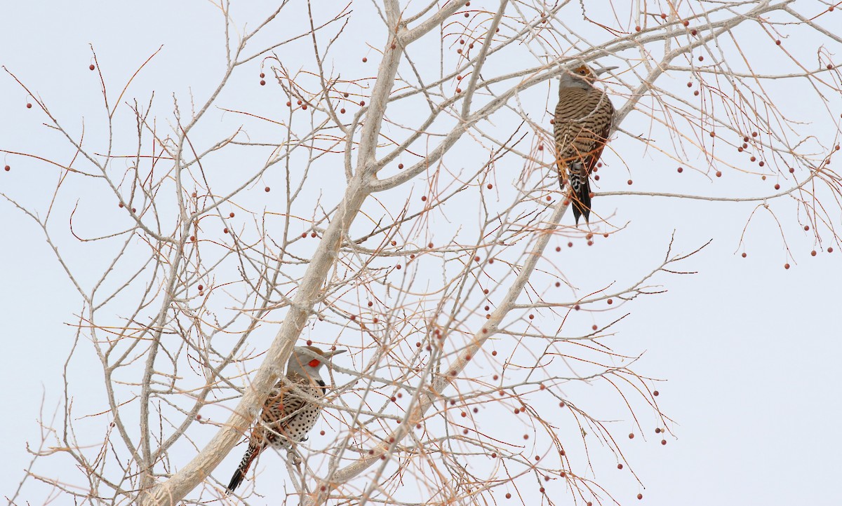 Northern Flicker - ML303381051