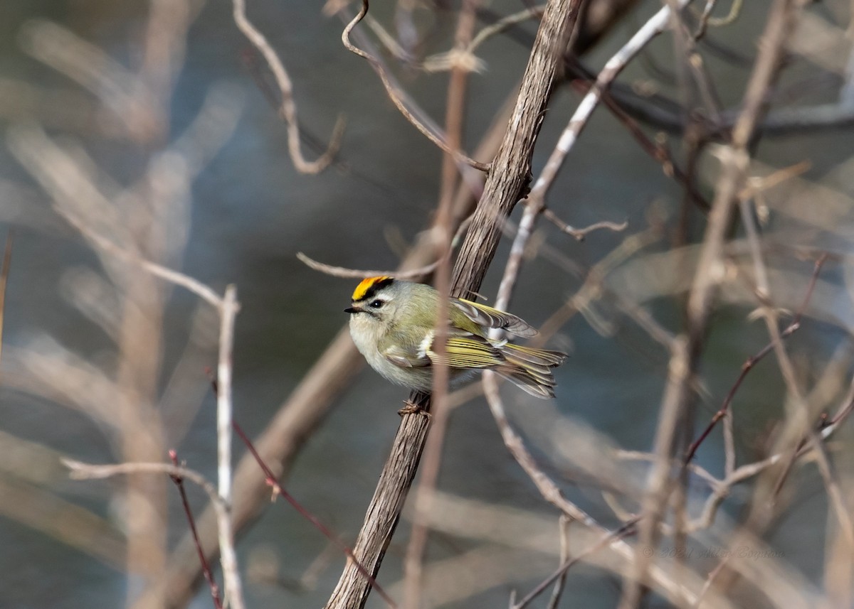Golden-crowned Kinglet - ML303382751