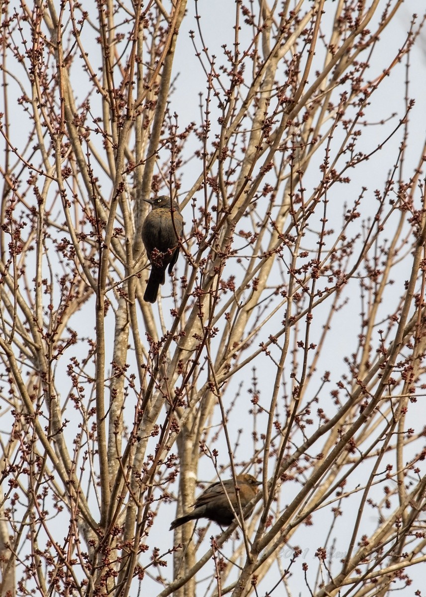 Rusty Blackbird - ML303382881