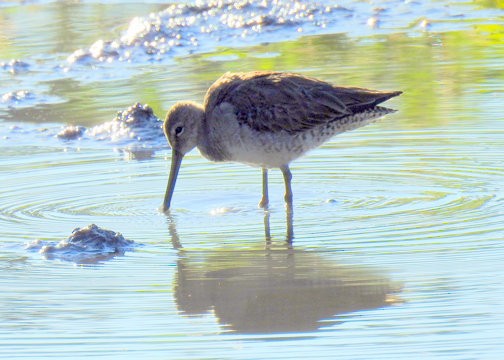 Short-billed Dowitcher - ML303383101