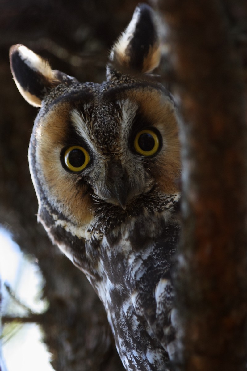 Long-eared Owl - ML303385391