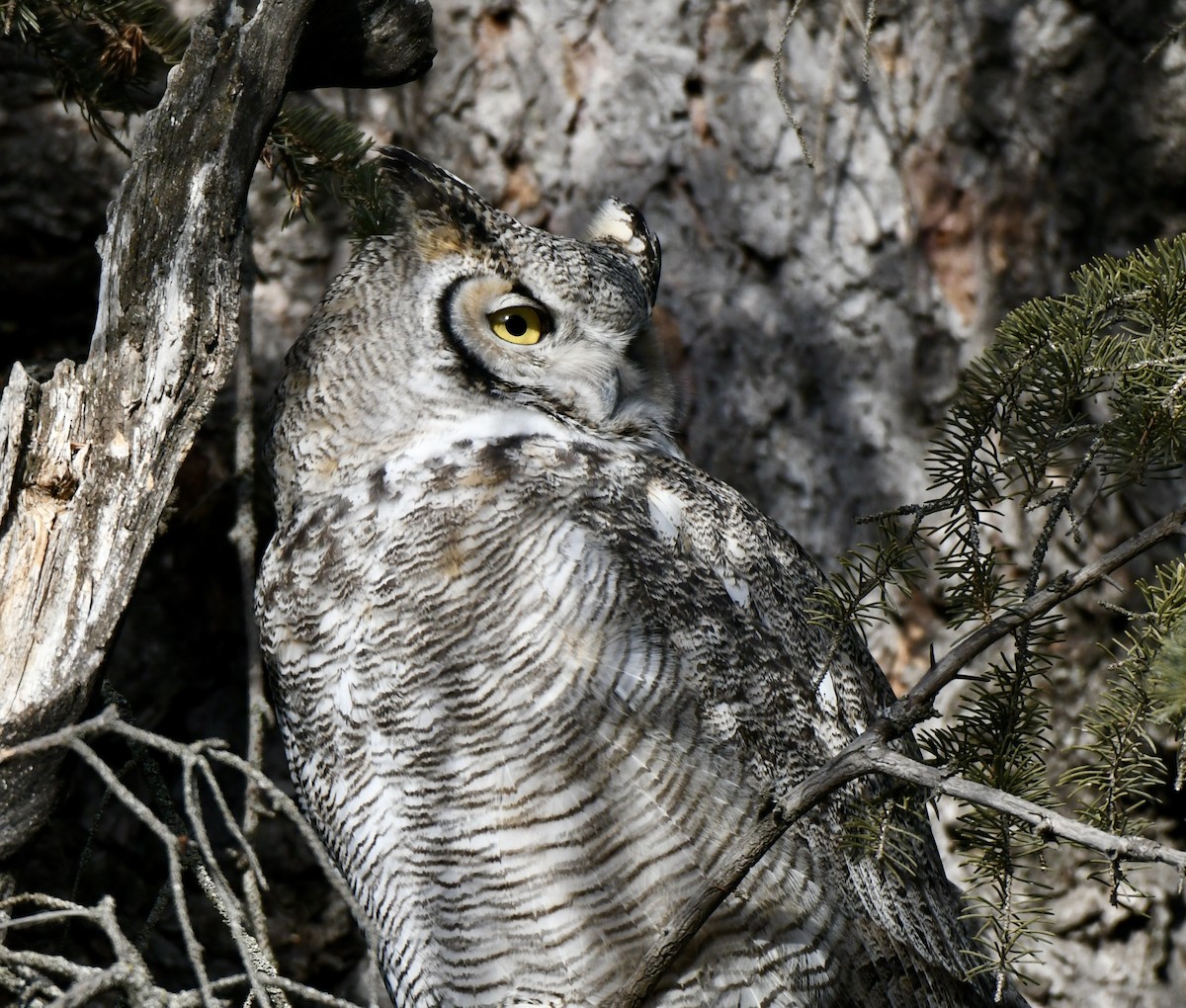Great Horned Owl - ML303385791