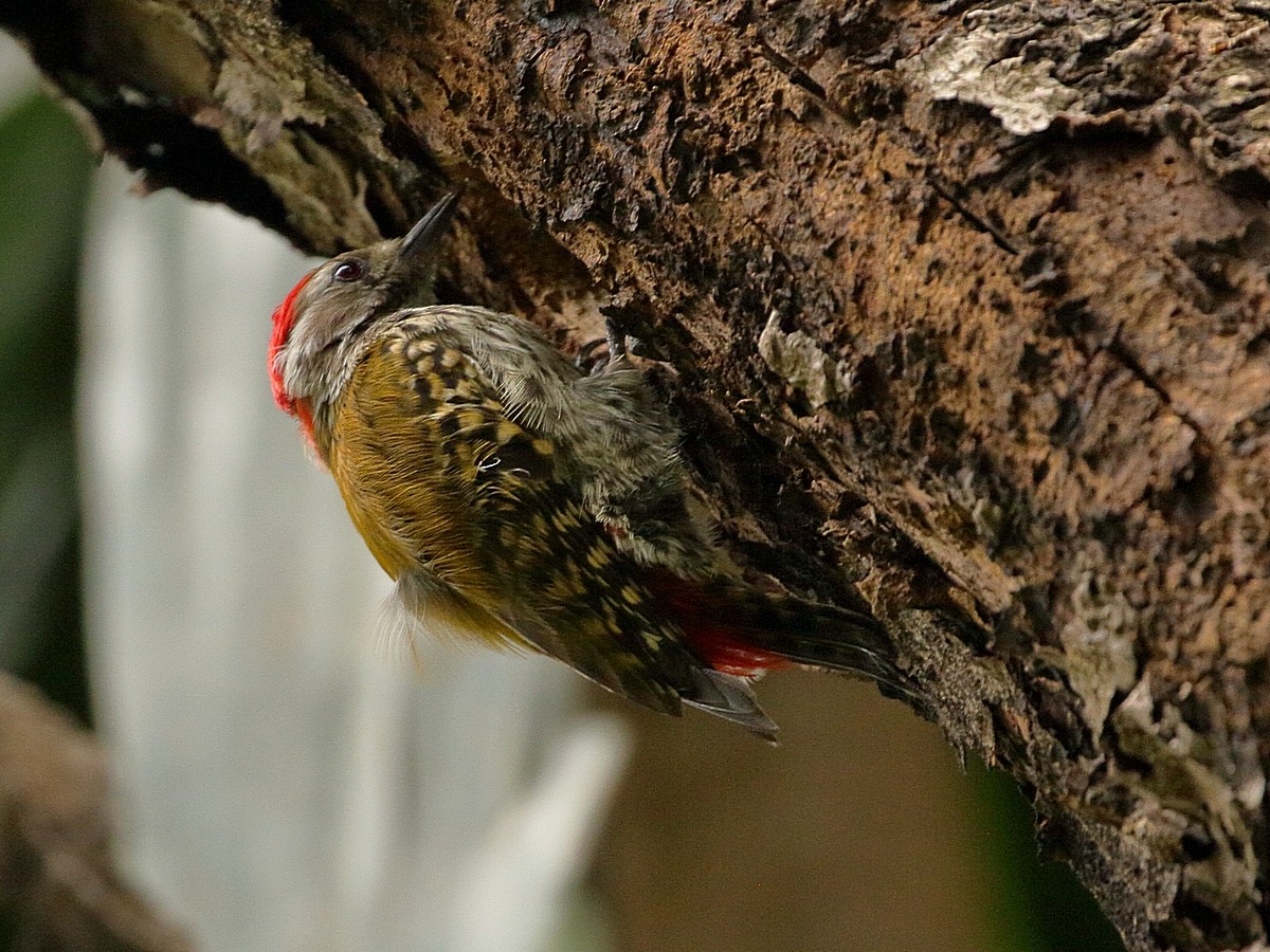Abyssinian Woodpecker - ML303386171