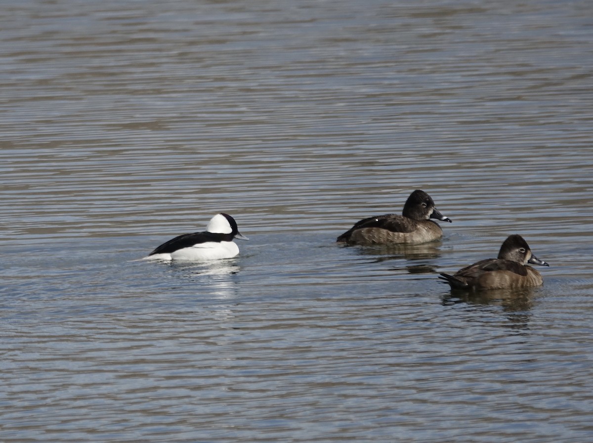 Bufflehead - ML303386551