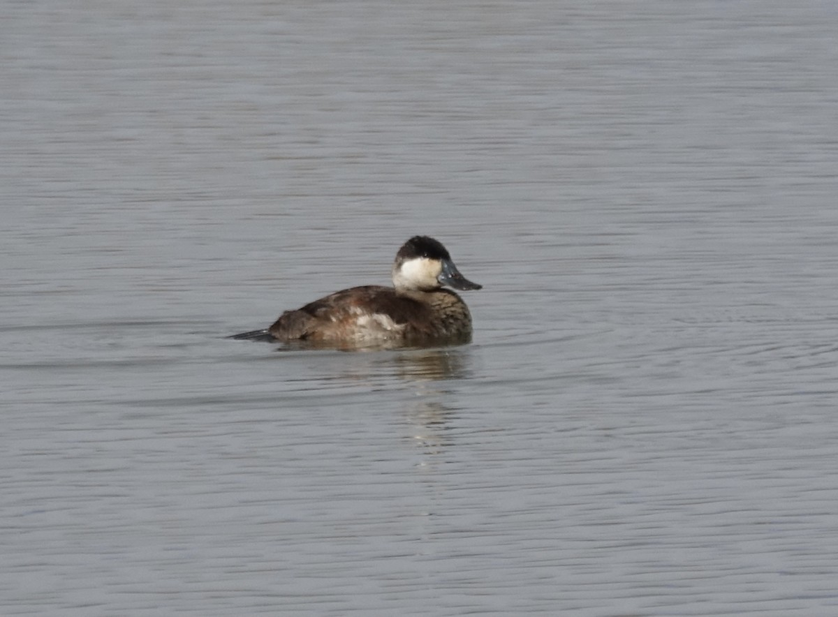 Ruddy Duck - ML303386581