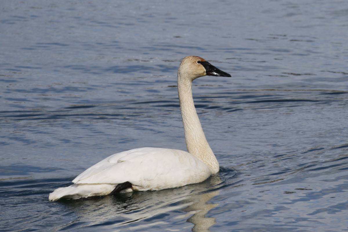 Trumpeter Swan - Cameron Eckert