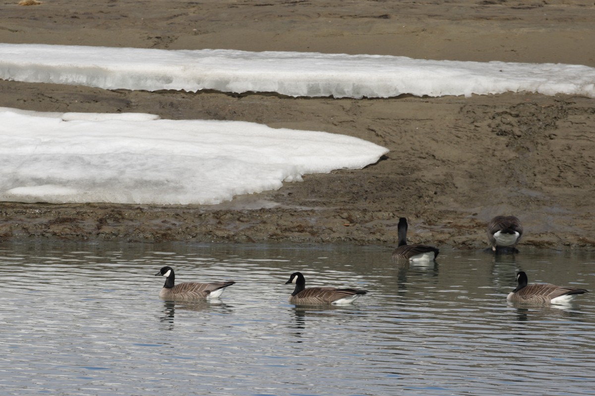 Cackling Goose - Cameron Eckert