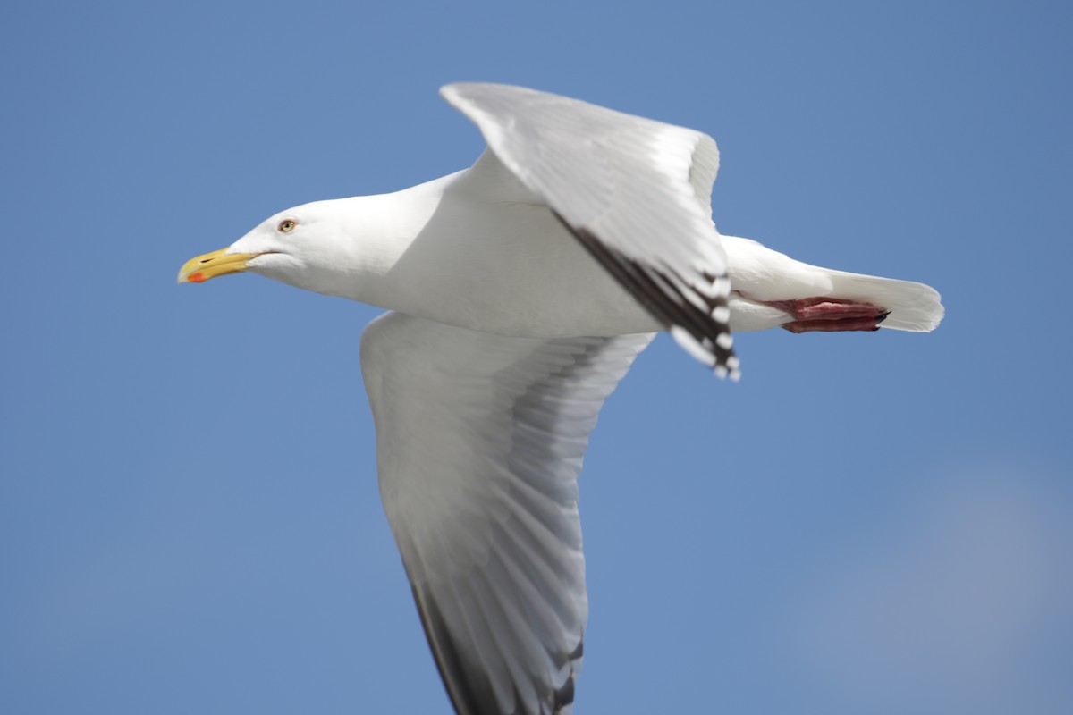 Herring Gull - ML303387961