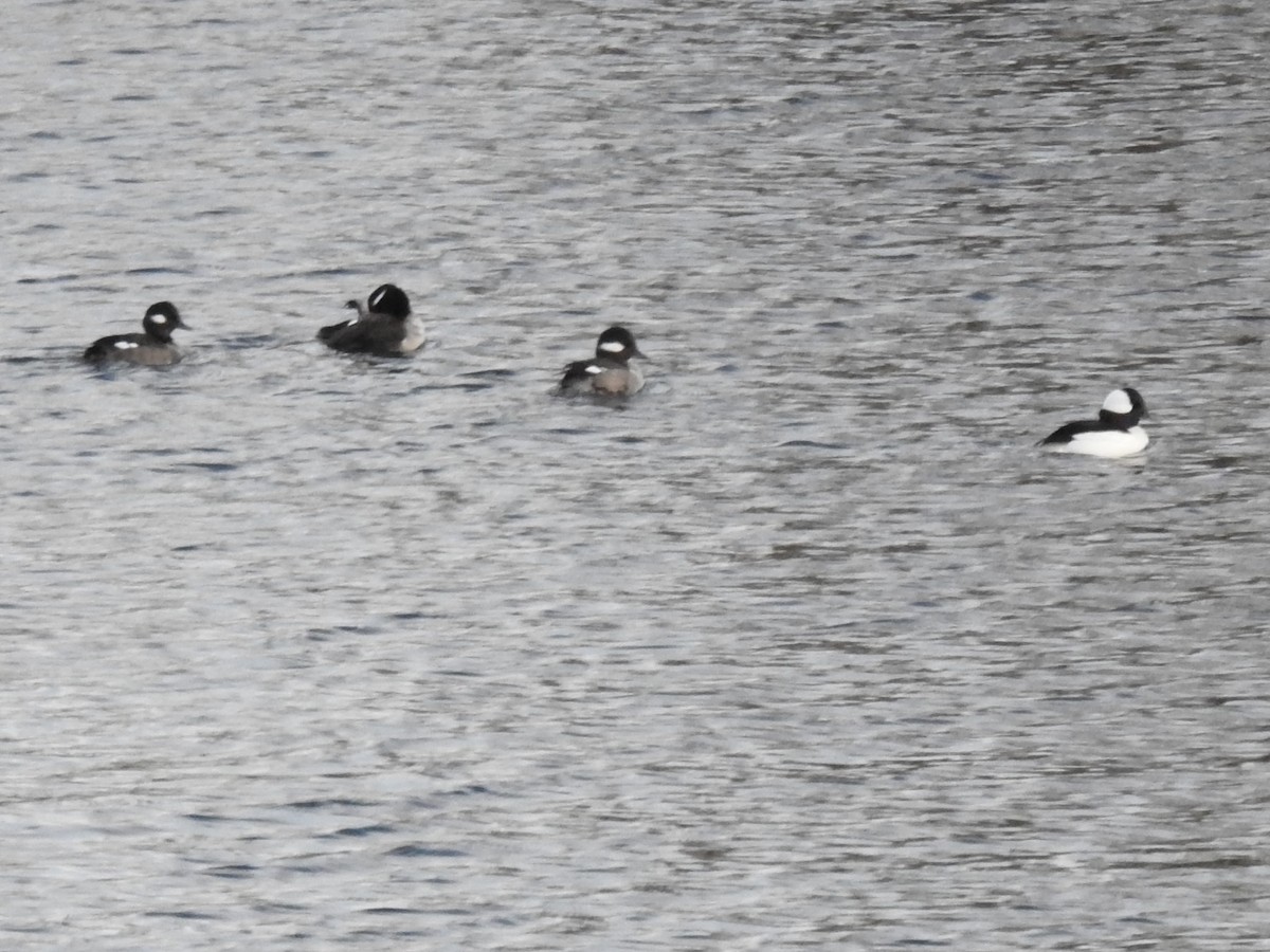 Bufflehead - ML303388181