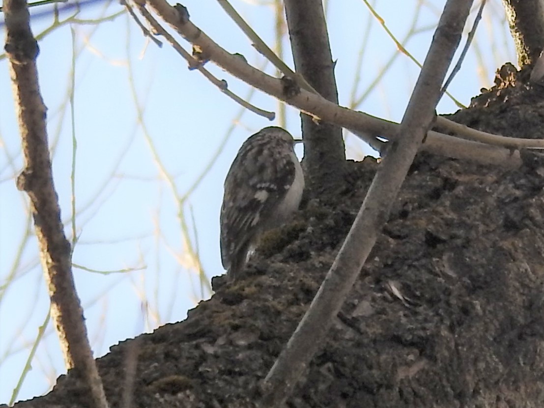 Brown Creeper - ML303388451