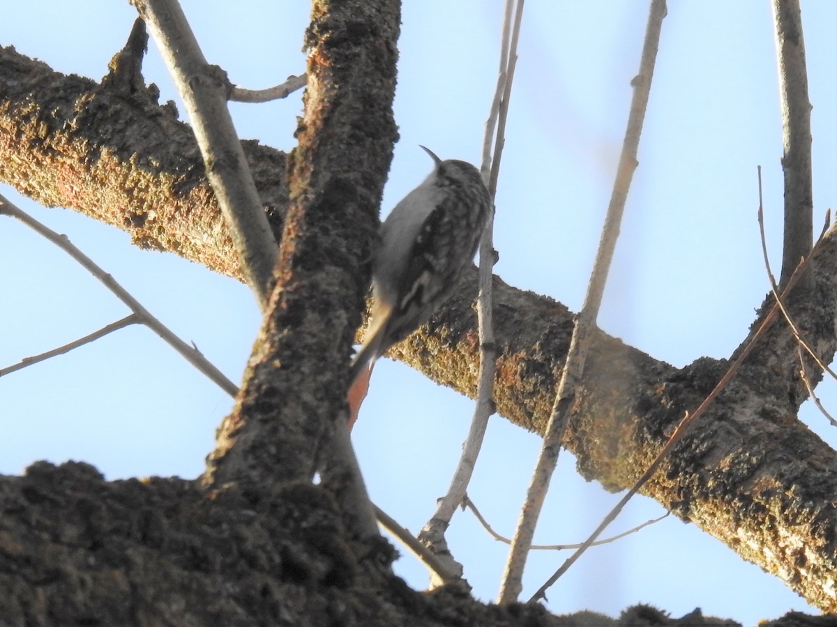 Brown Creeper - ML303388491