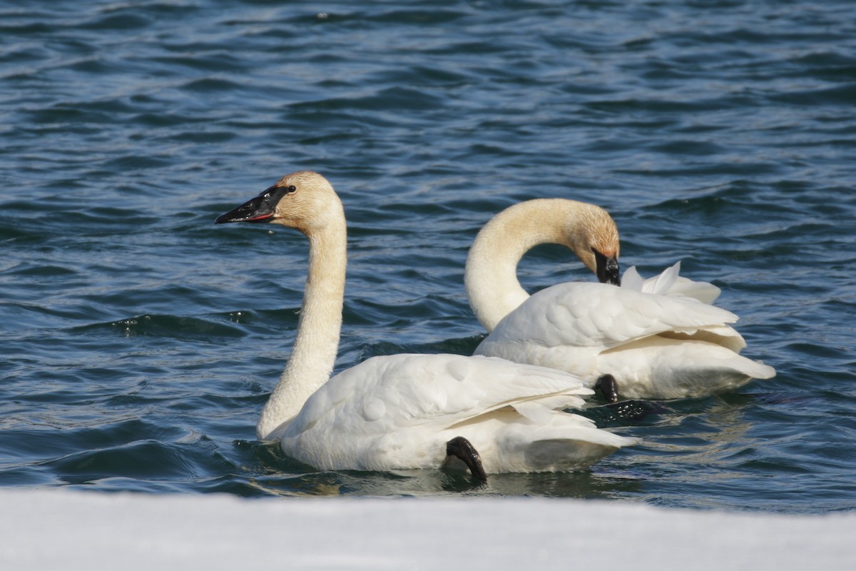 Trumpeter Swan - ML303388511