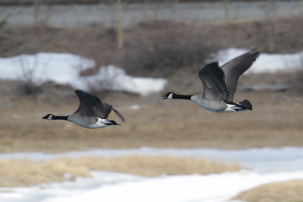 Canada Goose - ML303388801