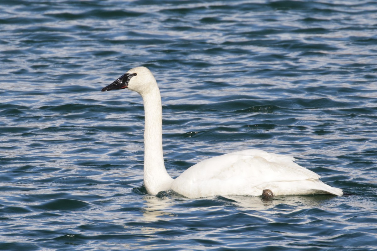 Trumpeter Swan - ML303388991