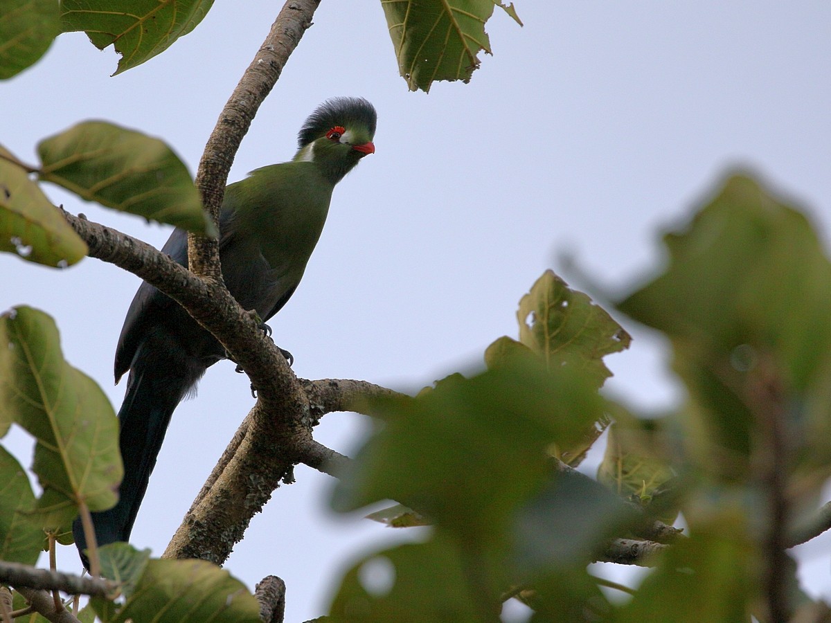 White-cheeked Turaco - Attila Steiner