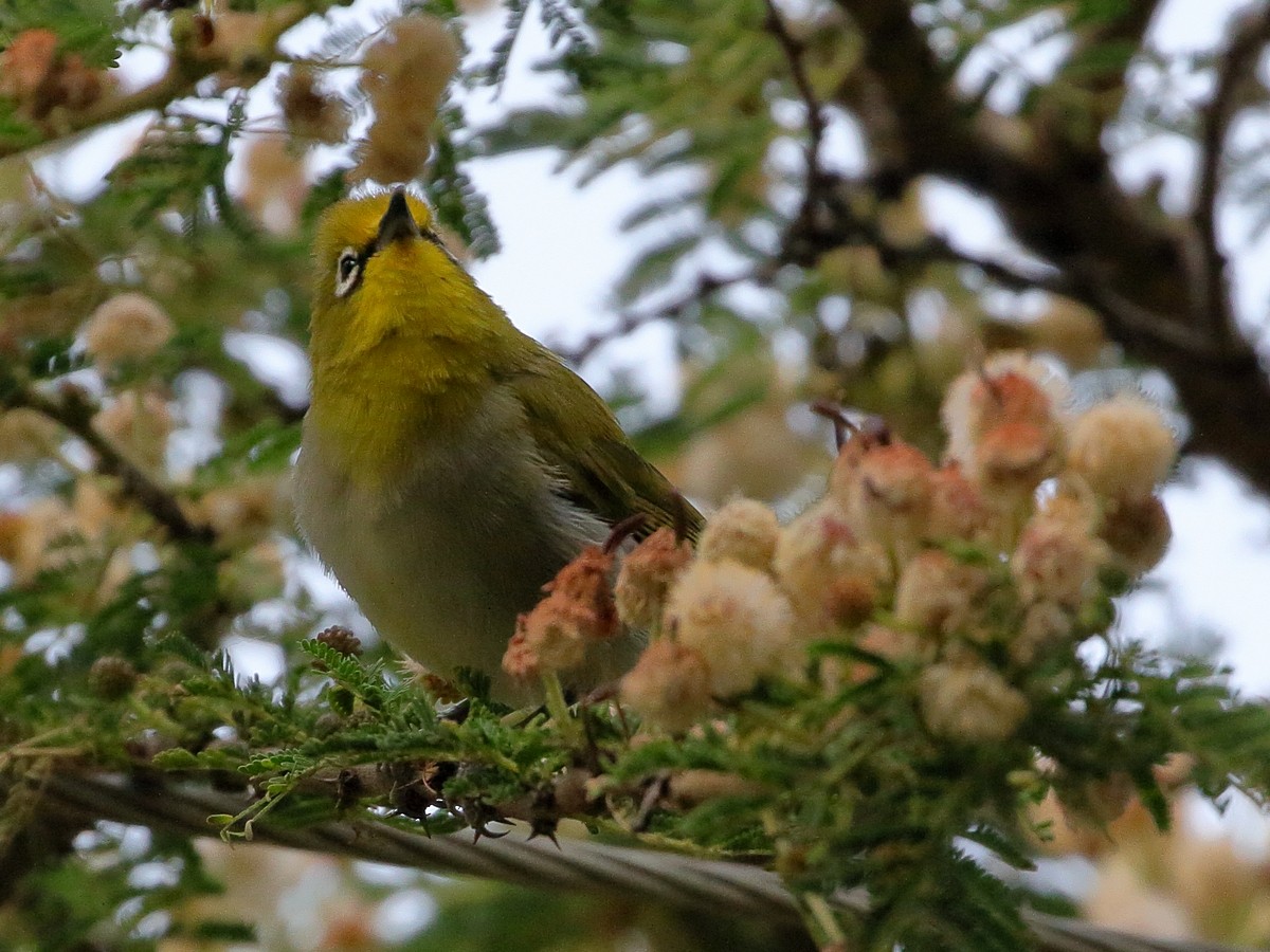 Heuglin's White-eye (Ethiopian) - ML303392861