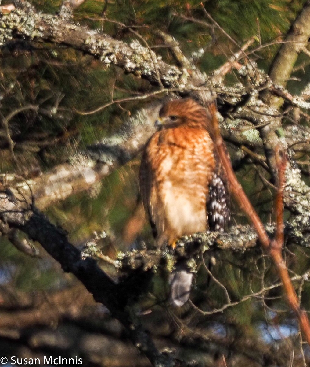 Red-shouldered Hawk - Susan Mac