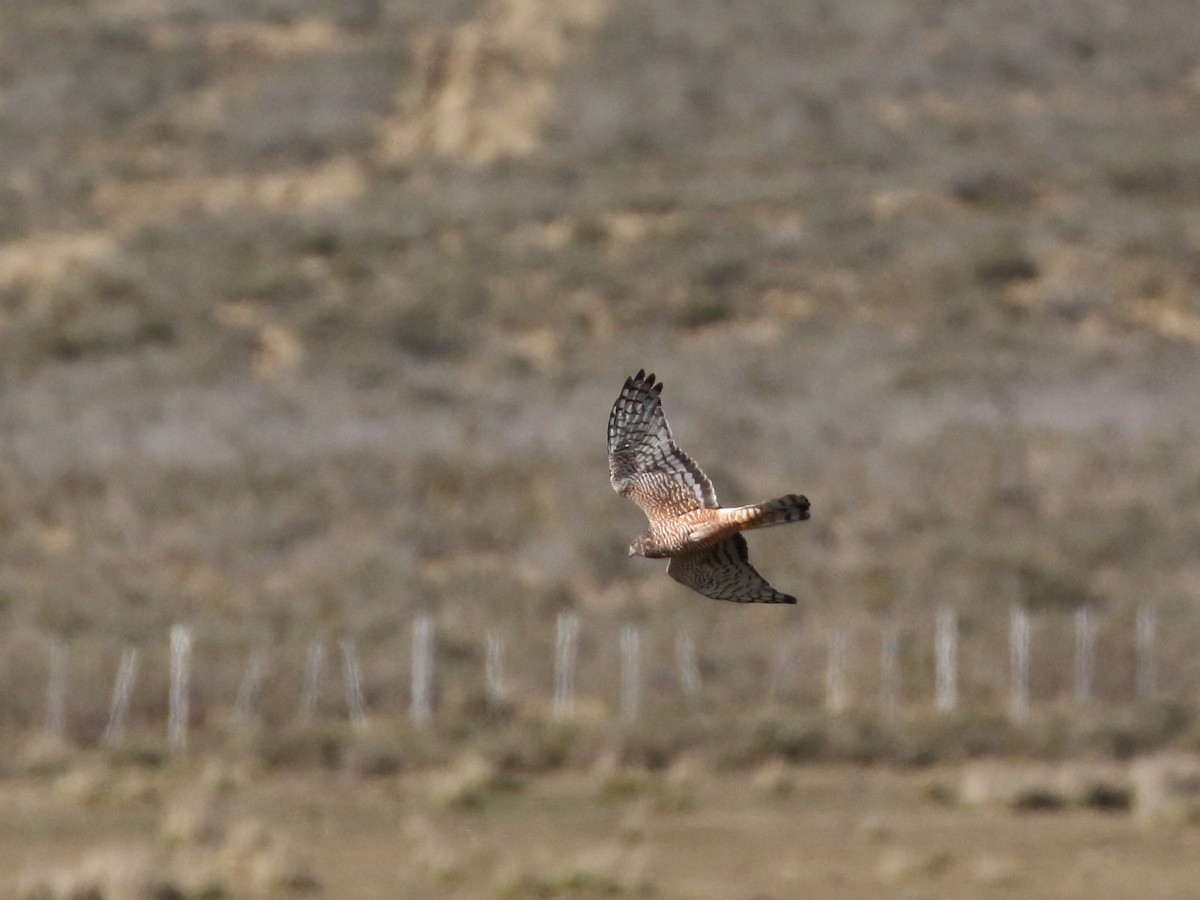 Cinereous Harrier - Keith Valentine