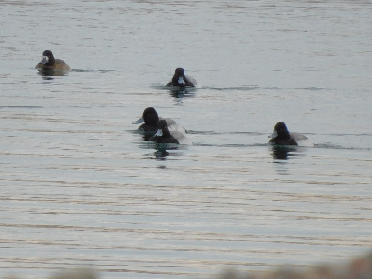 Lesser Scaup - ML303394771